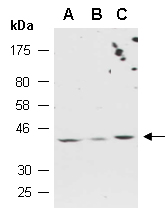 NKX3-2 Antibody Western, Abiocode