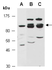 ZSCAN20 Antibody Western (Abiocode)