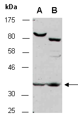 AUP1 Antibody Western (Abiocode)
