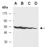 PAIP1 Antibody Western (Abiocode)