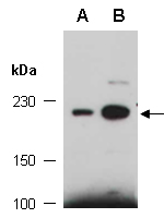 MYH9 Antibody Western (Abiocode)