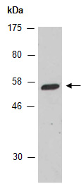 HDA6 Antibody Western (Abiocode)
