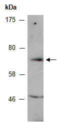 COI1 Antibody Western (Abiocode)