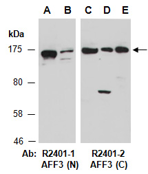 AFF3 Antibody Western (Abiocode)