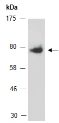 TCF12 Antibody Western (Abiocode)