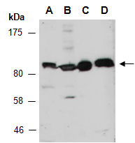 HGS Antibody Western (Abiocode)