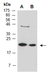 PRDX1 Antibody Western (Abiocode)