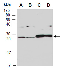 COMMD4 Antibody Western (Abiocode)