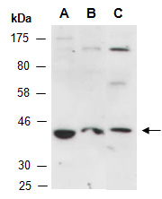 ELF3 Antibody Western (Abiocode)