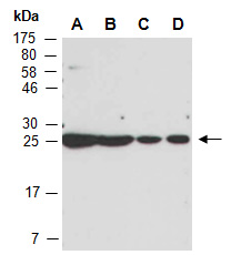 ARL6IP1 Antibody Western (Abiocode)