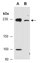 NUMA1 Antibody Western (Abiocode)