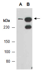 DSP Antibody Western (Abiocode)