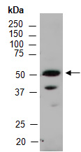 IKZF5 Antibody Western (Abiocode)