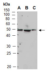 CSNK1G1 Antibody Western (Abiocode)