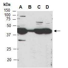 EIF4A2 Antibody Western (Abiocode)