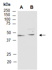 PIM1 Antibody Western (Abiocode)