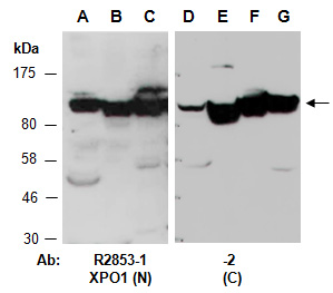 XPO1 Antibody Western (Abiocode)