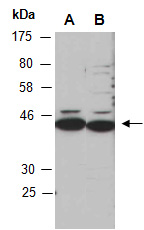 MLF1 Antibody Western (Abiocode)