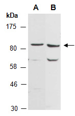 LGR5 Antibody Western (Abiocode)