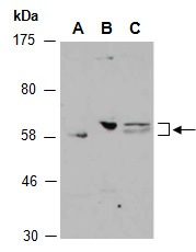 ZRSR2 Antibody Western (Abiocode)