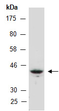 DNAJA4 Antibody Western (Abiocode)