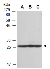 SRSF9 Antibody Western (Abiocode)