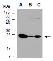 HMGB3 Antibody Western (Abiocode)