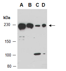 MYH11 Antibody Western (Abiocode)