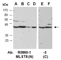 MLST8 Antibody Western (Abiocode)