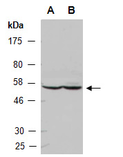CCNA2 Antibody Western (Abiocode)