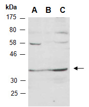 MED27 Antibody Western (Abiocode)