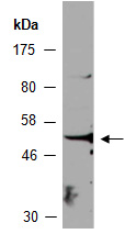 NR0B1 Antibody Western (Abiocode)