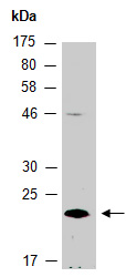 ABP1 Antibody Western (Abiocode)