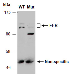 FER Antibody Western (Abiocode)