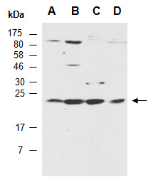 SRSF3 Antibody Western (Abiocode)