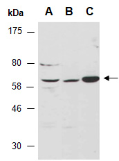 FCRL4 Antibody Western (Abiocode)