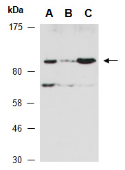 PIK3CD Antibody Western (Abiocode)