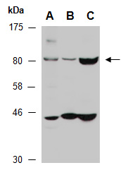 RANK Antibody Western (Abiocode)