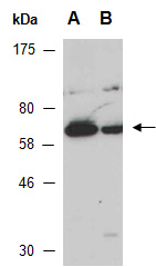 XIAP Antibody Western (Abiocode)