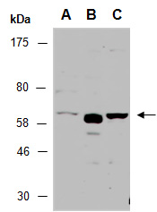 TRABD2A Antibody Western (Abiocode)