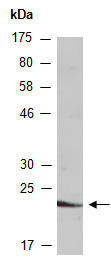 FLM Antibody Western (Abiocode)