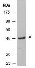 HYL1 Antibody Western (Abiocode)