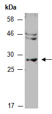 NFYB9 Antibody Western (Abiocode)