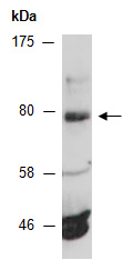ABI3 Antibody Western (Abiocode)