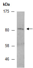 HAP2 Antibody Western (Abiocode)