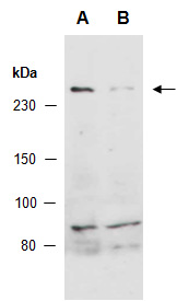 MED12 Antibody Western (Abiocode)
