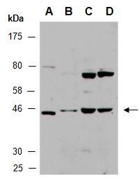TRAF1 Antibody Western (Abiocode)