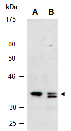 MBNL1 Antibody Western (Abiocode)