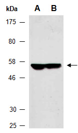 G3BP1 Antibody Western (Abiocode)