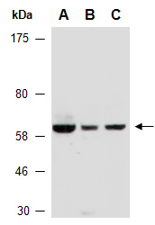 EIF2A Antibody Western (Abiocode)